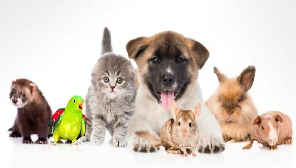 Tiendas para animales